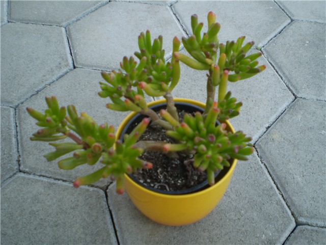 crasula